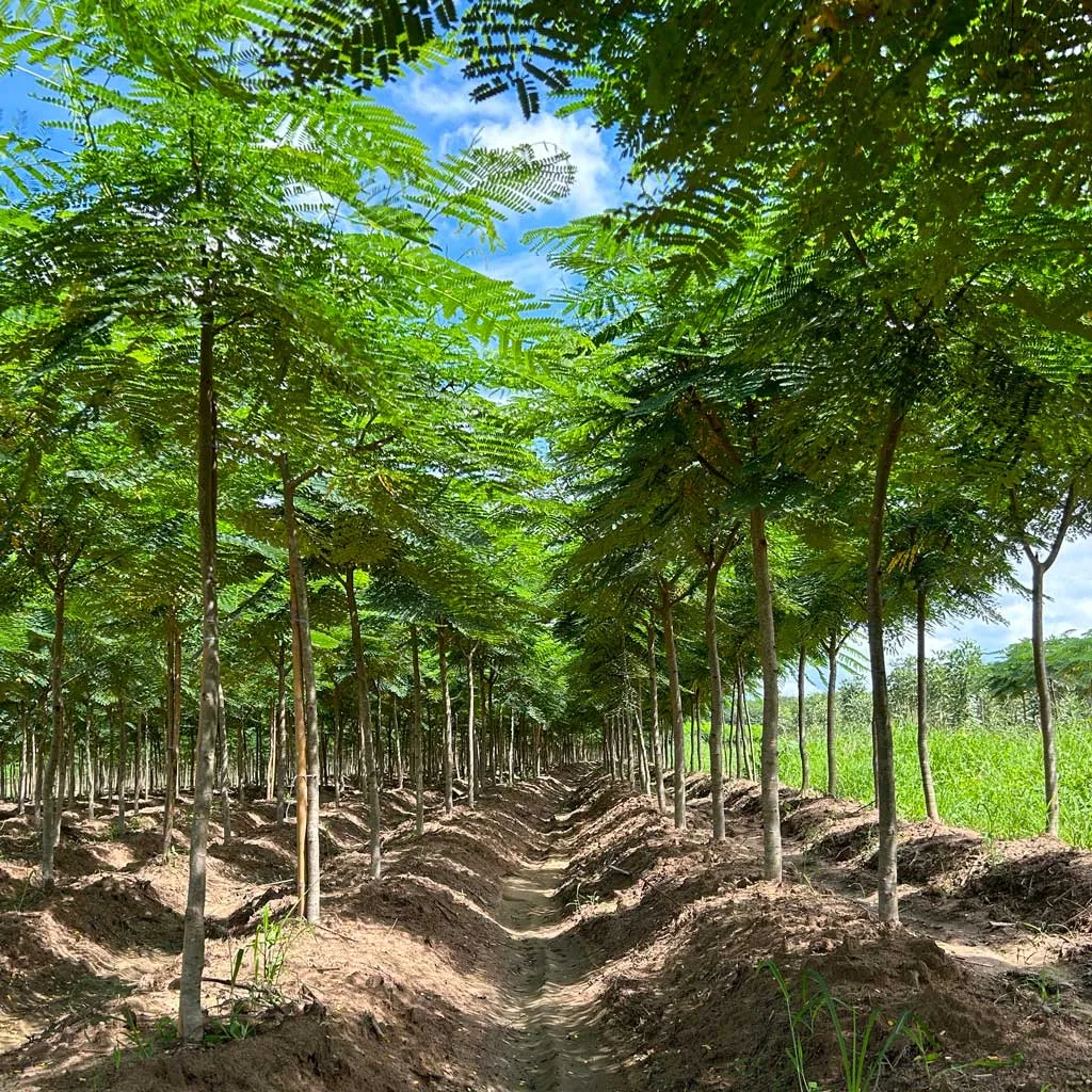 Delonix regia in the nursery