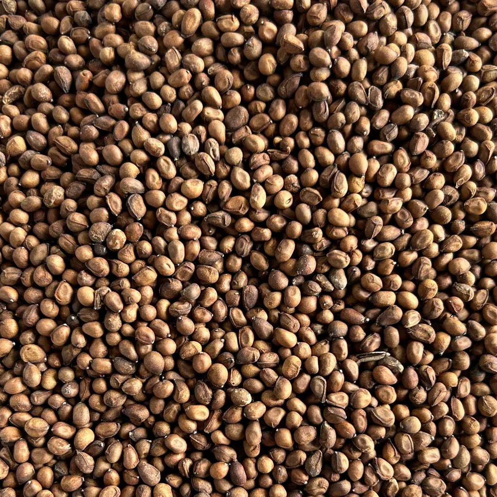 Bombax ceiba seeds