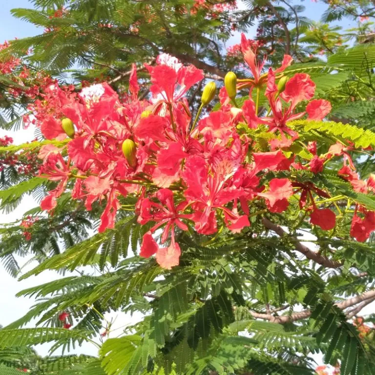 Delonix regia