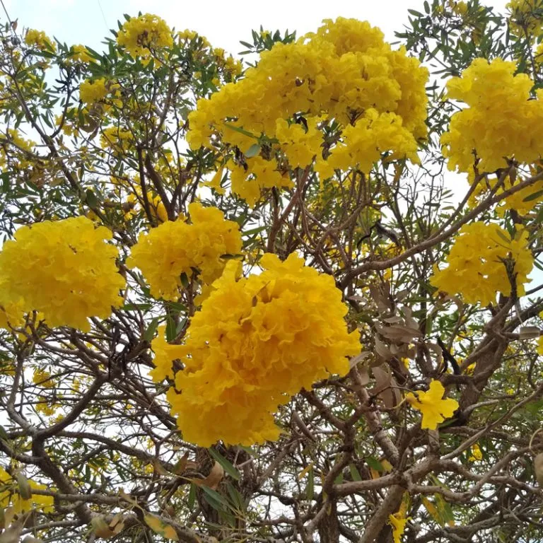 Tabebuia argentea