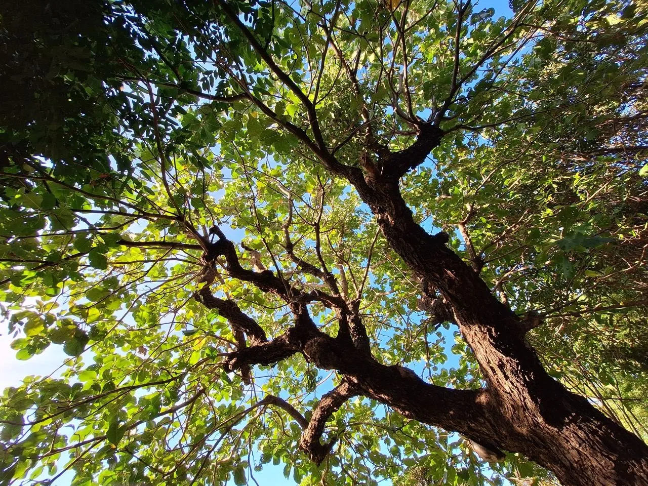 Trees growing at Thailand Tree Farm in Suphan Buri