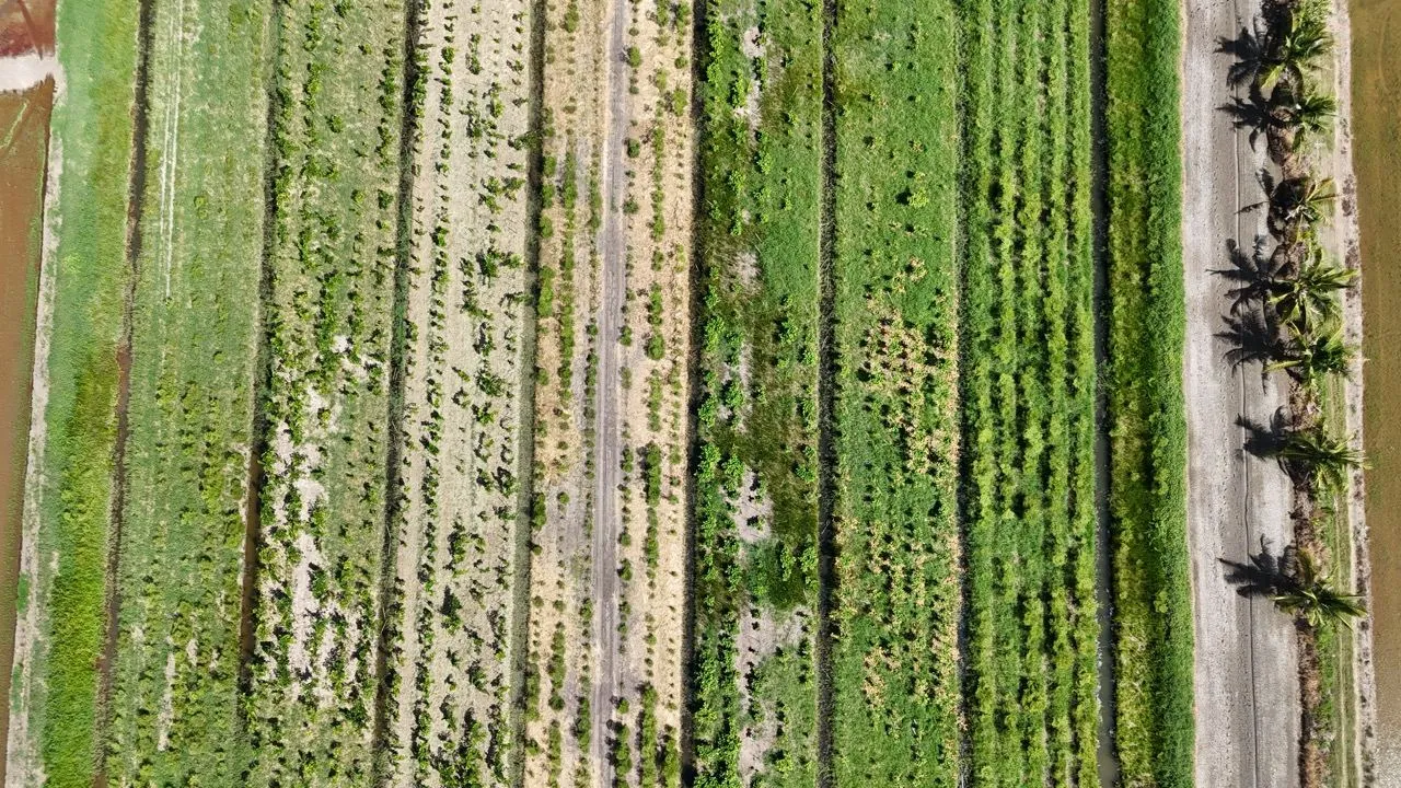 Aerial view of tree rows in the growing area