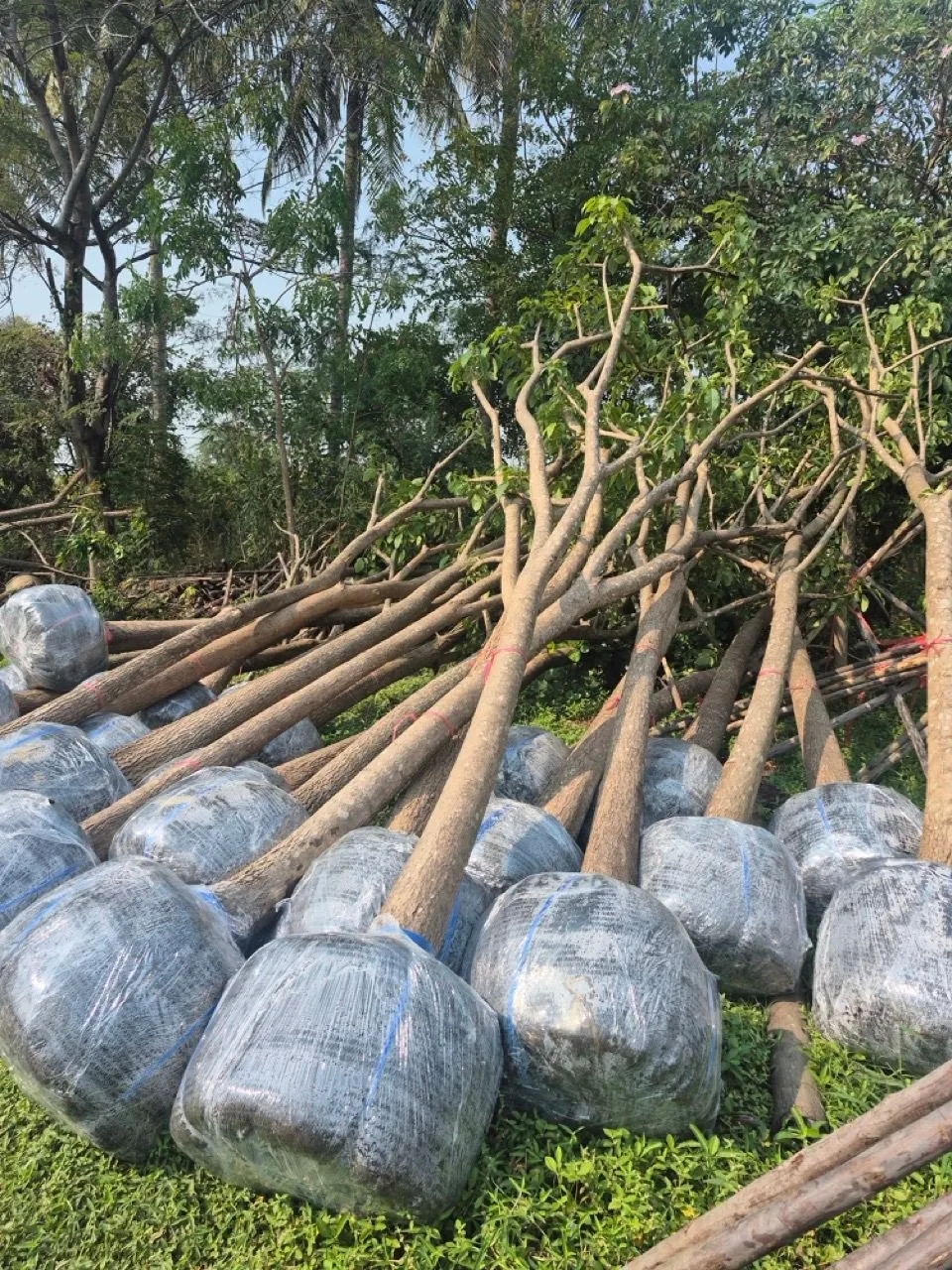 Root-balled trees laid down wrapped and ready