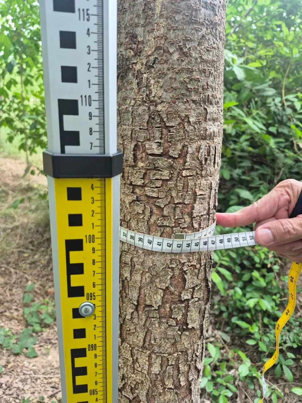 Tree trunk caliper being measured at a Thailand nursery