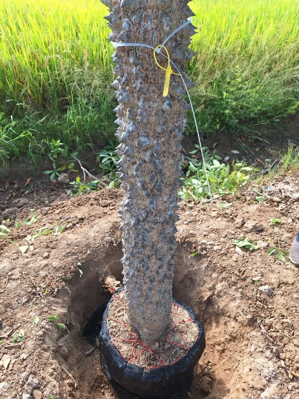 Root ball being cut around a tree in the field, sized to specification