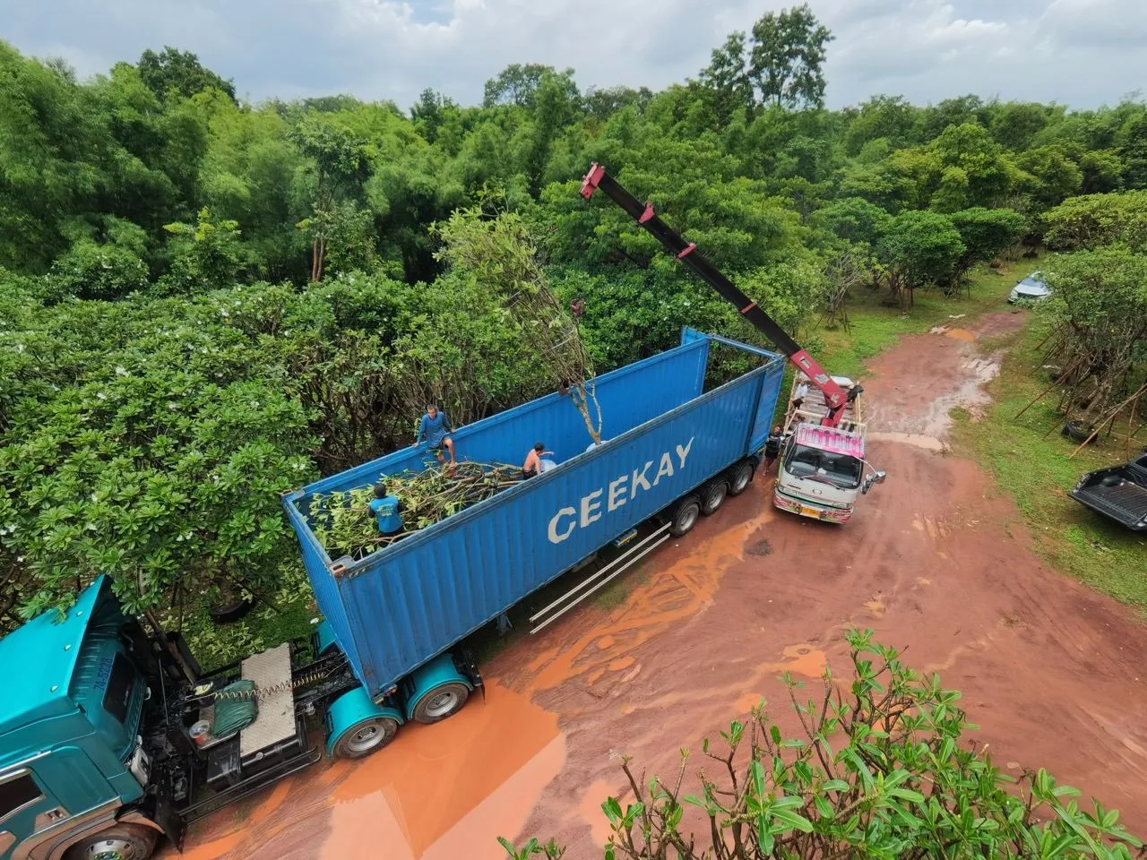 Crane loading root-balled trees into an open-top container
