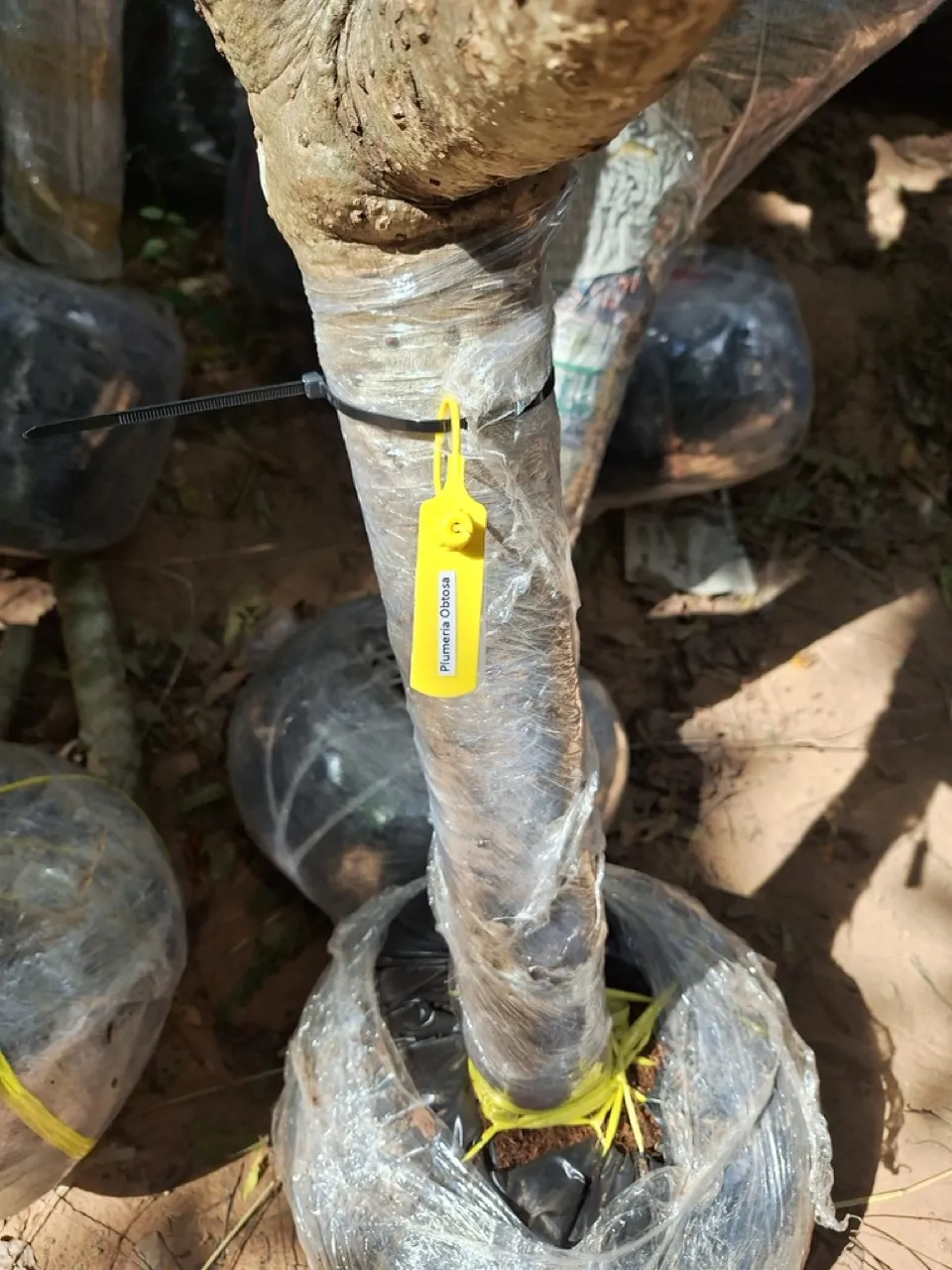 Order tag fixed to a wrapped tree trunk