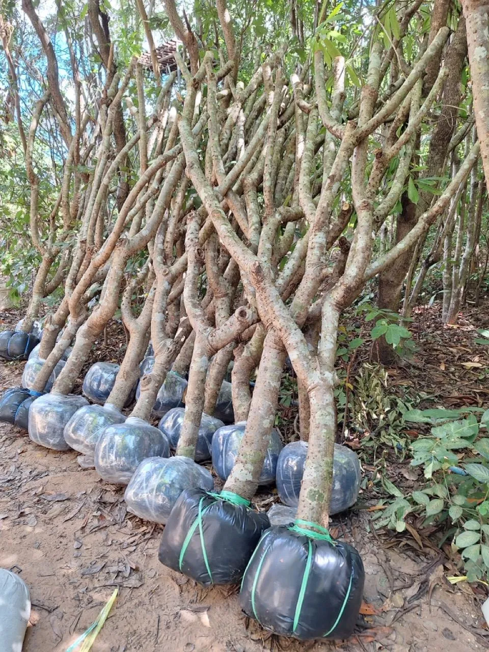 Multi-stem Plumeria with prepared root balls