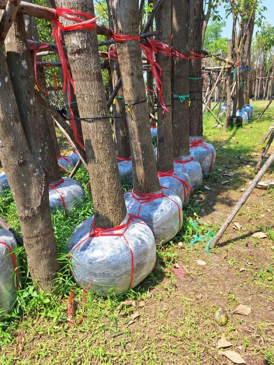 Root-balled trees wrapped and strapped, standing in the nursery before loading