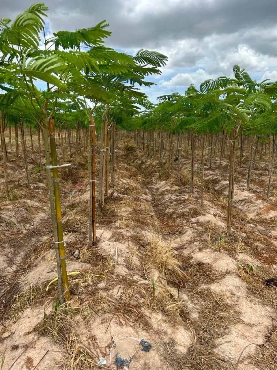Young seed-grown trees staked in rows in the nursery