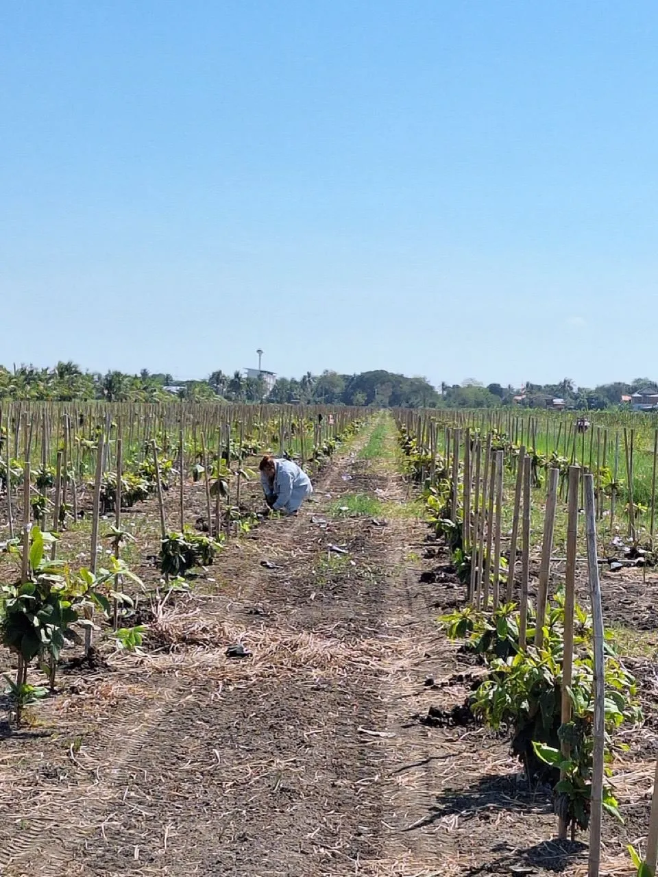 Young trees planted in staked rows on the farm in Suphan Buri