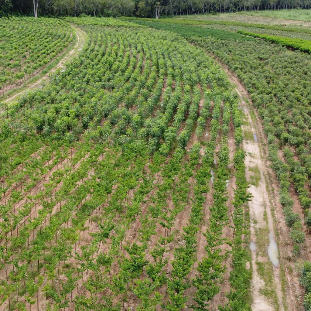 Thailand Tree Farm Transplants