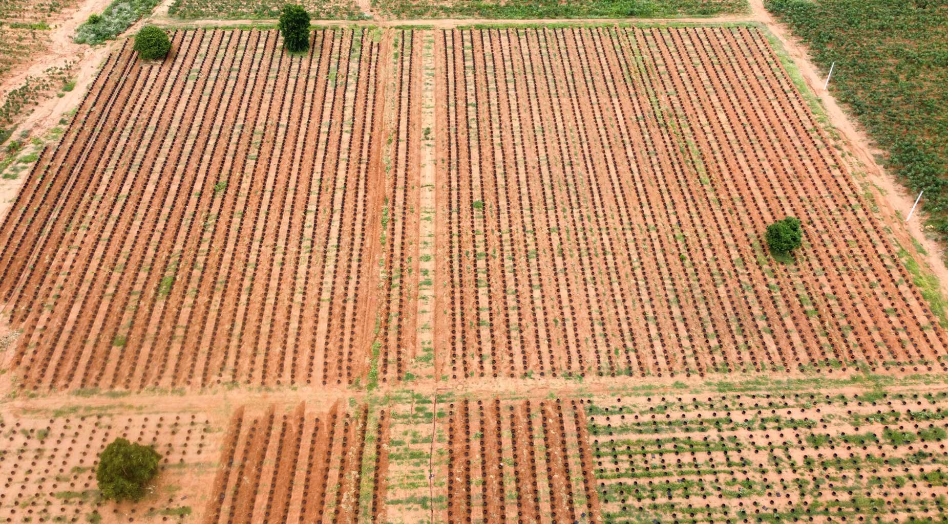 Modern Thai Tree Farm