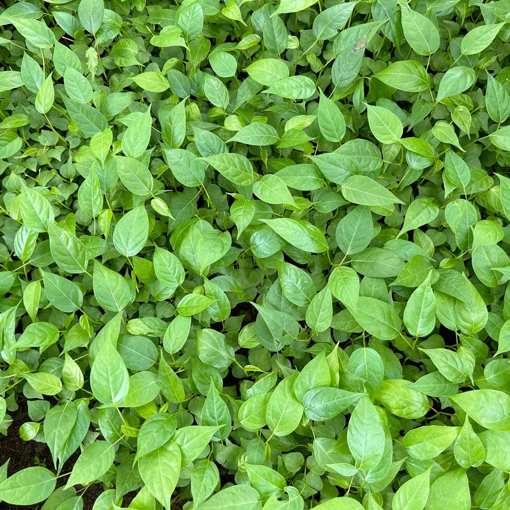 Healthy Young Plants Thai Tree Farm