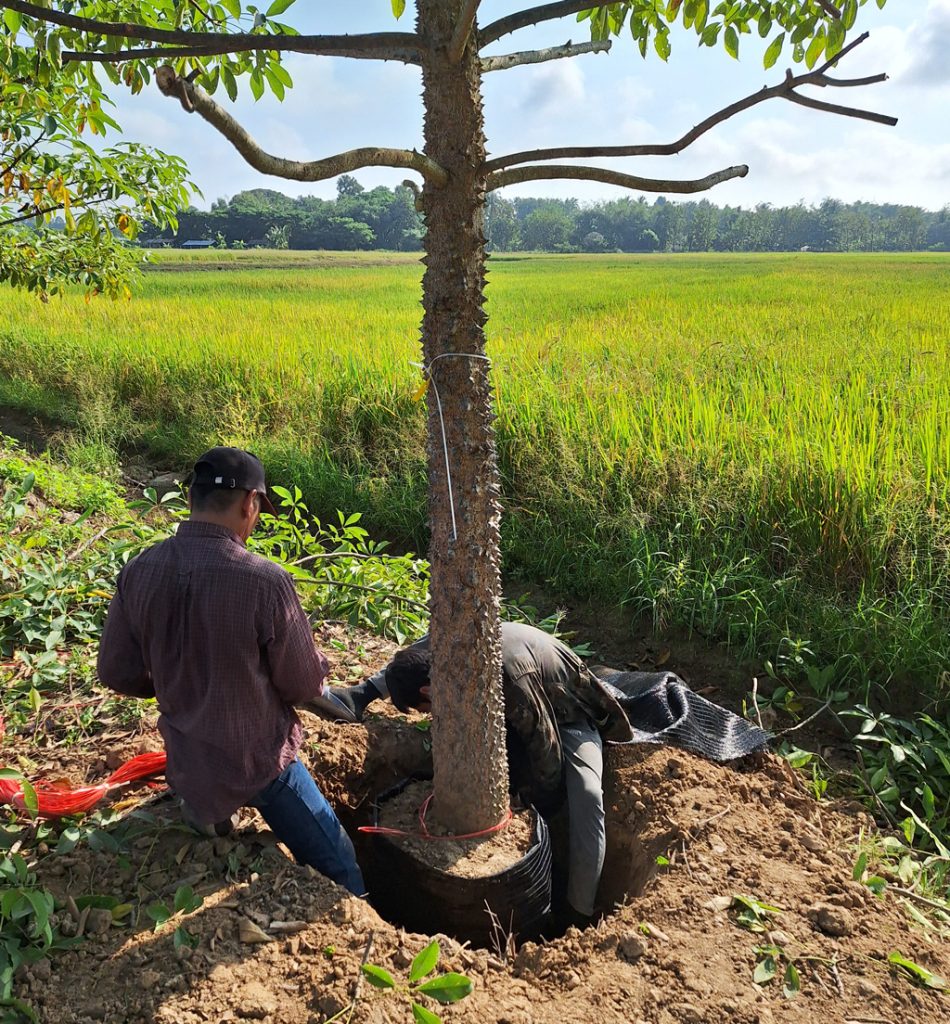 Balled Tree Bombax Ceiba