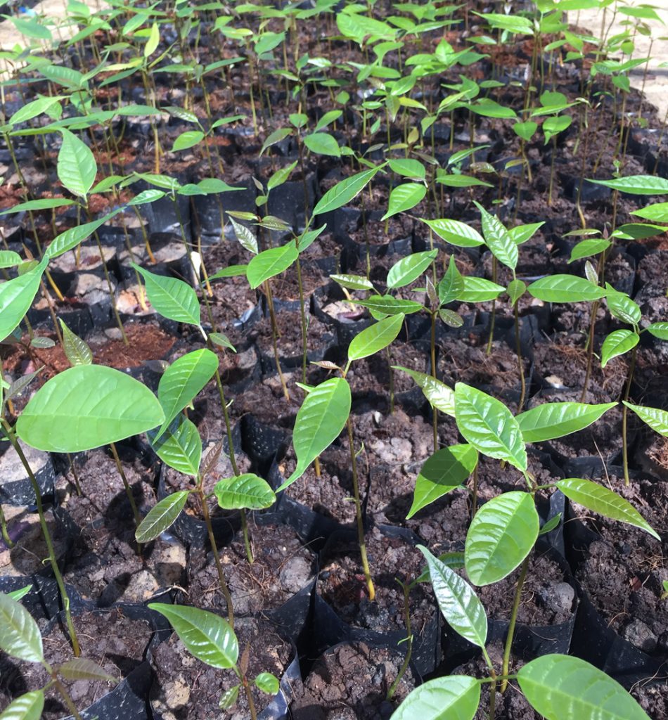 Growth with Thailand Tree Farm