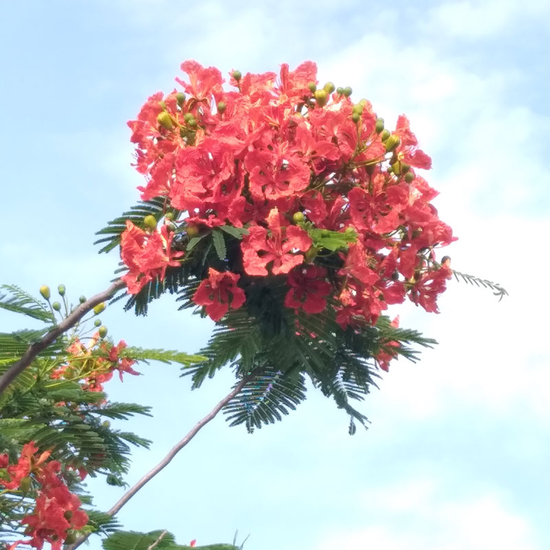 Delonix regia Thailand tree farm