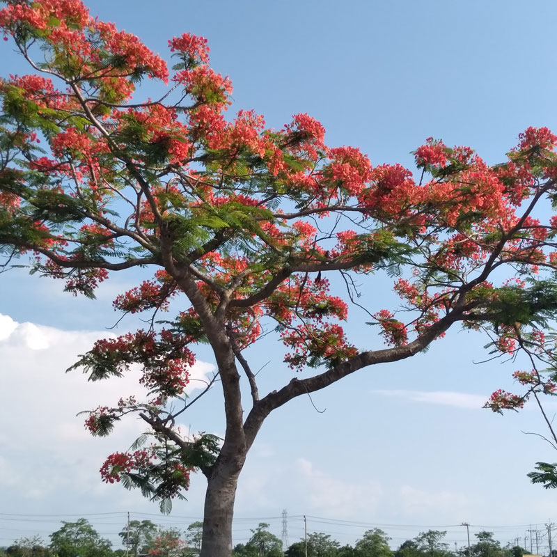 Delonix regia Thailand tree farm