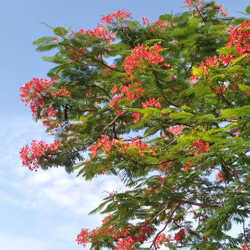 Delonix regia Thailand tree farm