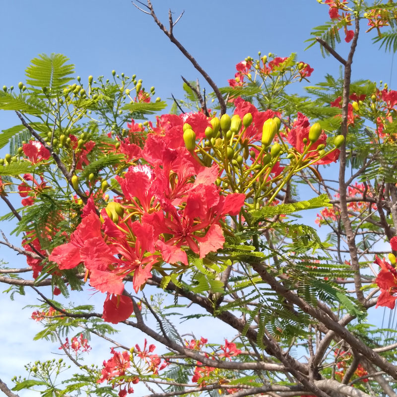 Delonix regia Thailand tree farm