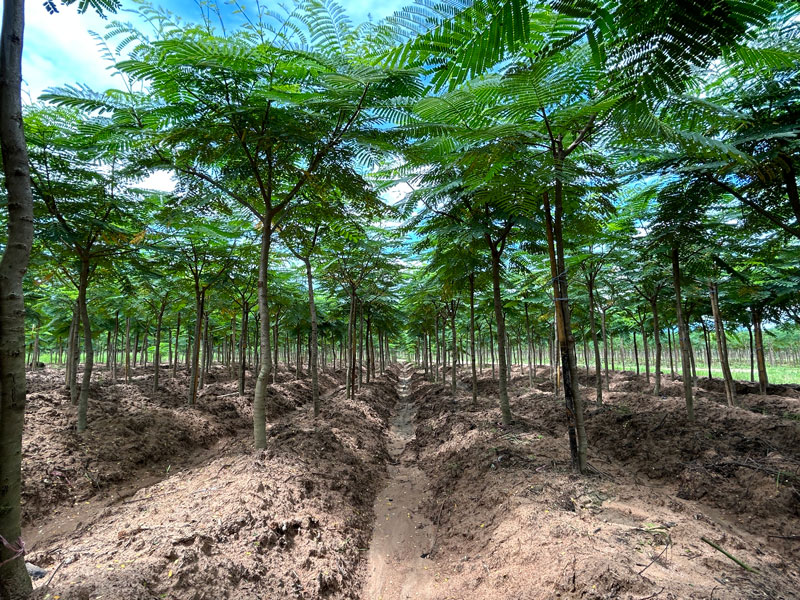 Delonix regia