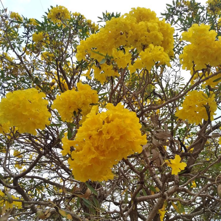 Tabebuia Argentea