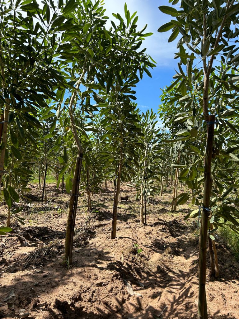 Tabebuia Argentea