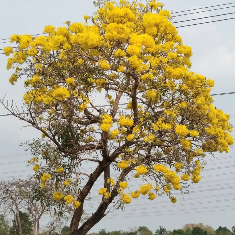 Tabebuia Argentea