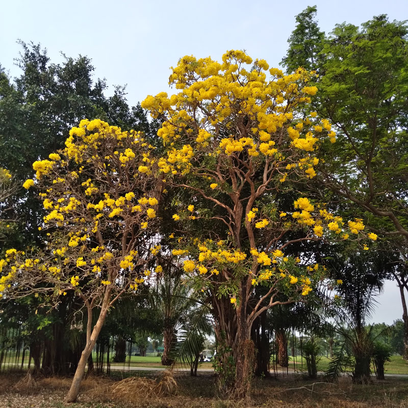 Tabebuia Argentea