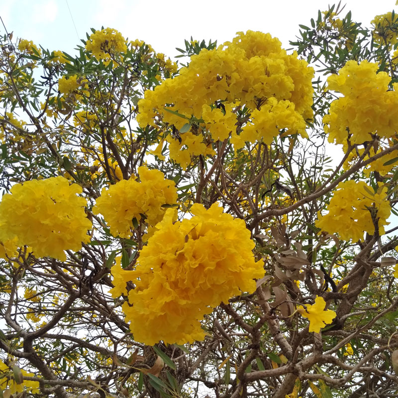 Tabebuia Argentea