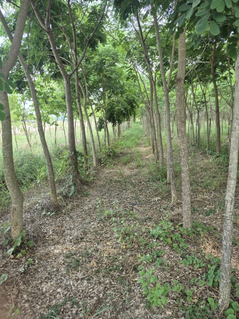 Thailand Tree Farm grows Albizia lebbeck from seed