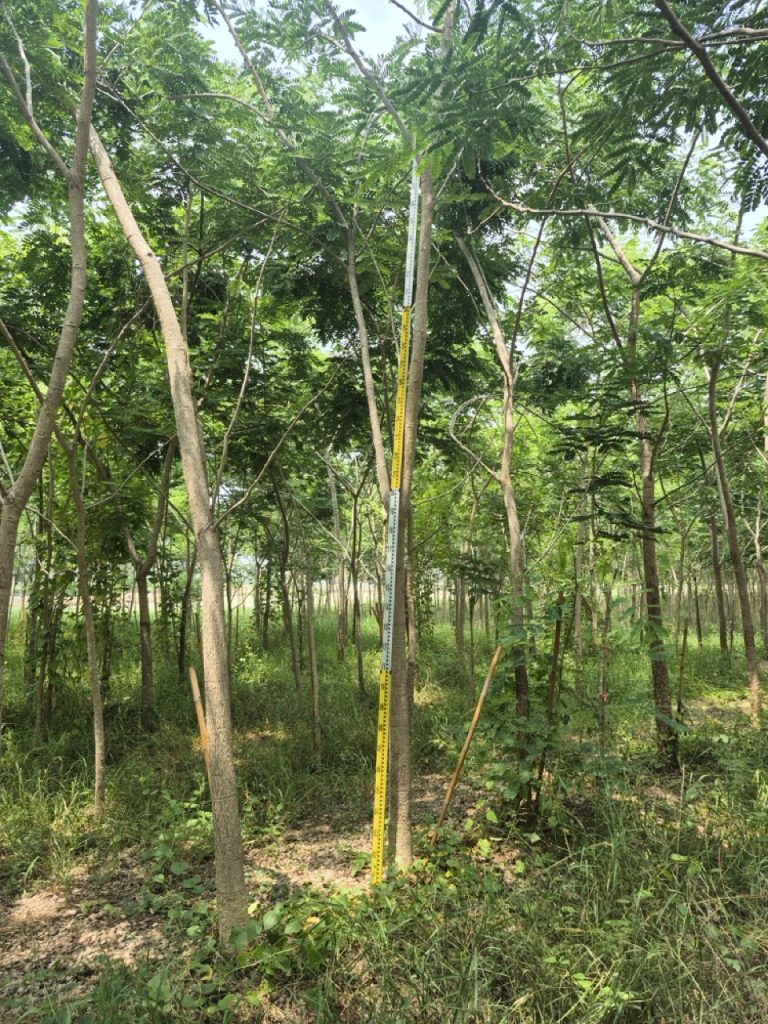 Albizia lebbeck
