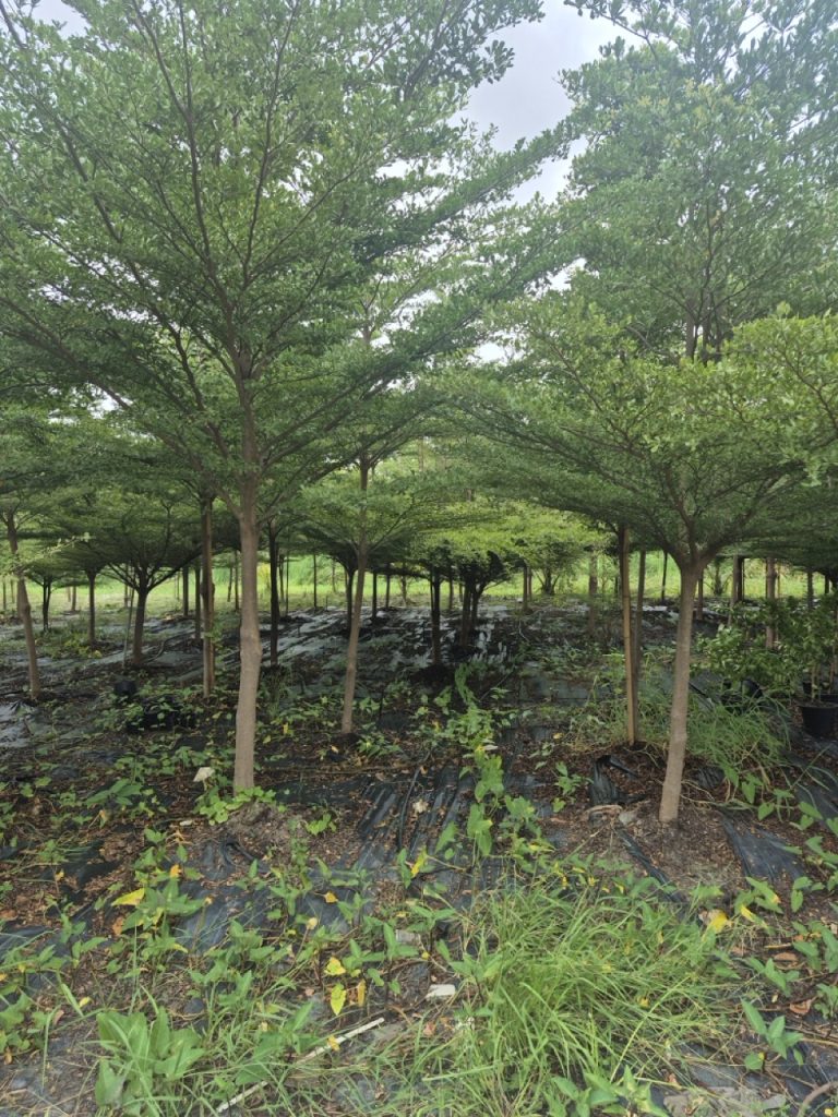 Terminalia ivorensis