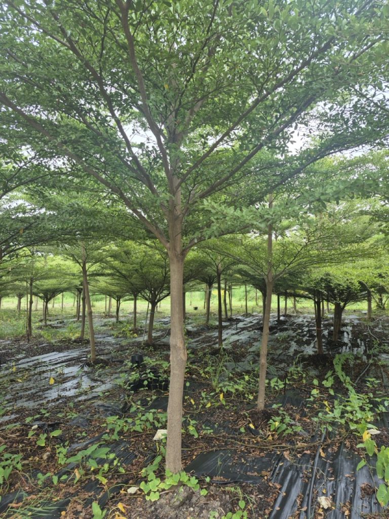 Terminalia ivorensis