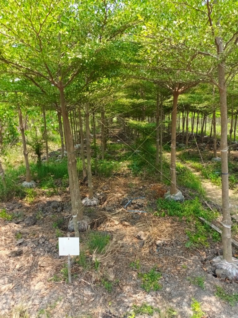 Terminalia ivorensis