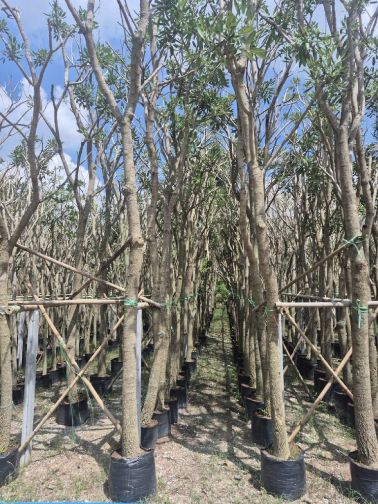 Tabebuia argentea
