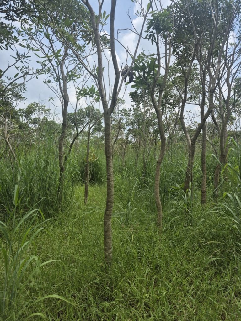 Tabebuia argentea