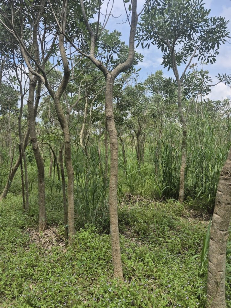 Tabebuia argentea