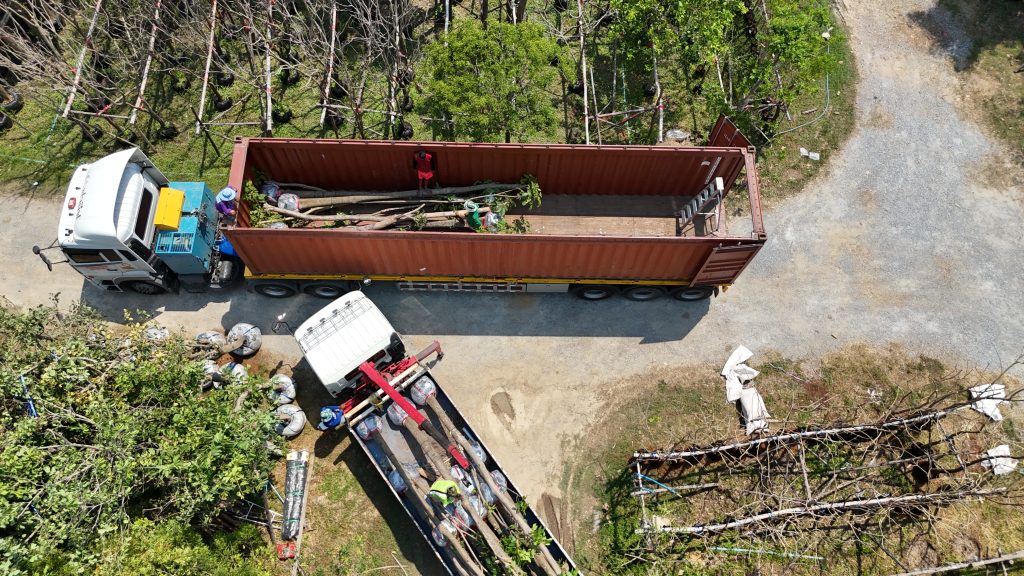 Aerial view of root-balled trees being craned into a 40 ft open-top container at the Thailand Tree Farm nursery, with wrapped root balls staged on a second truck alongside