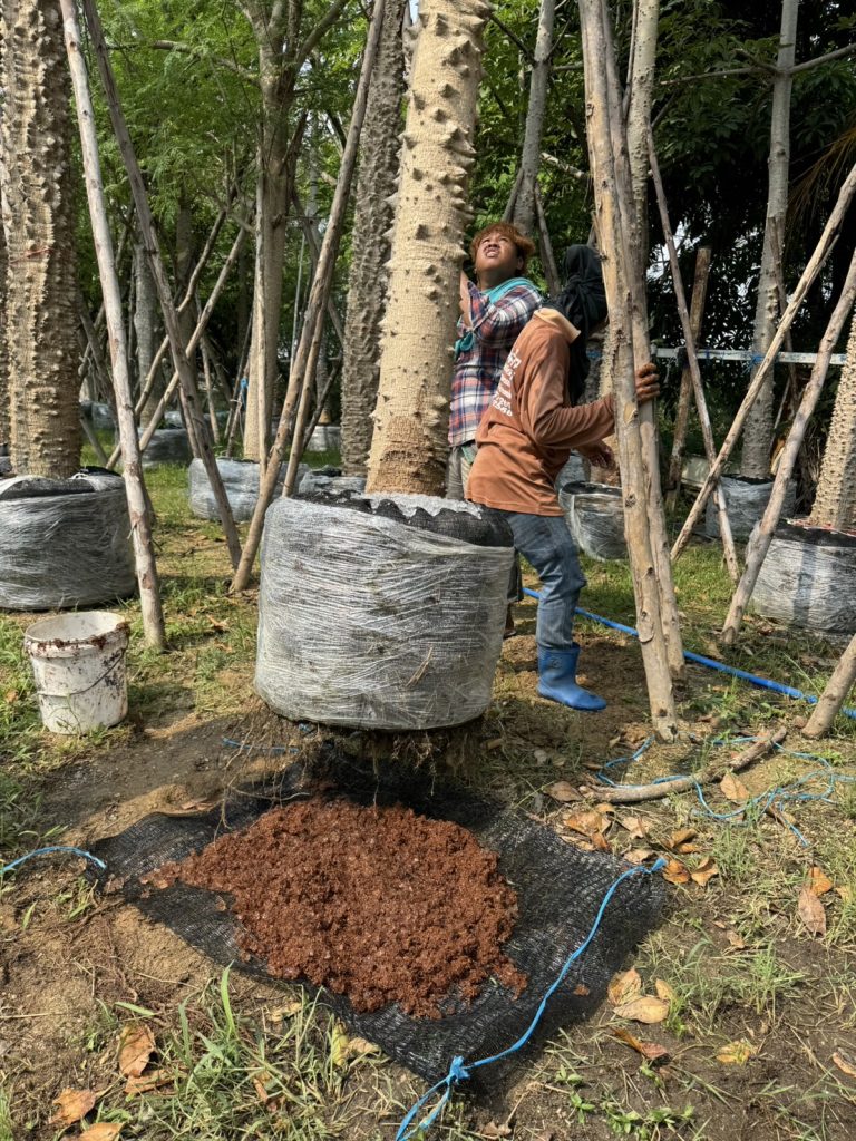 Root ball packed with coco peat and shrink-wrapped for export at the Thailand Tree Farm nursery