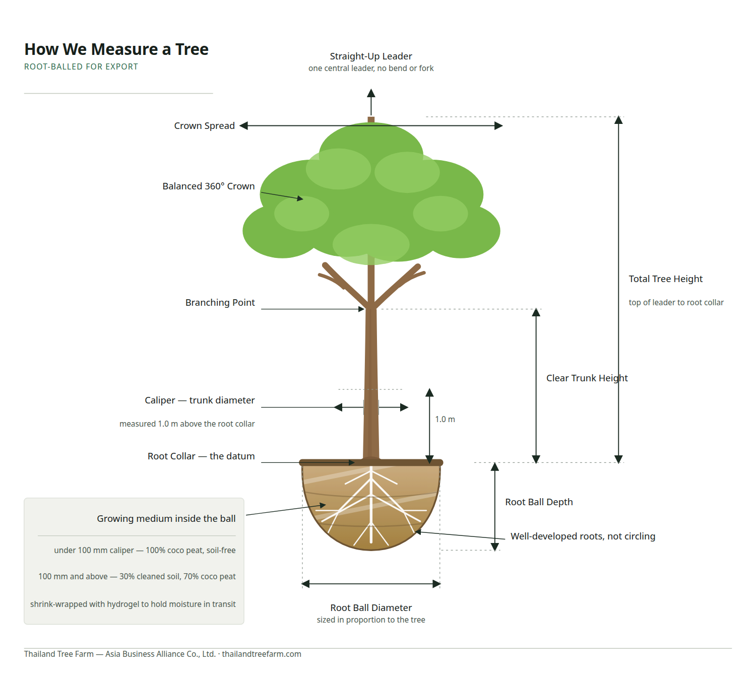 How a tree is measured for export: caliper at 1.0 m above the root collar, clear trunk height, total height from the root collar, and root-ball diameter and depth